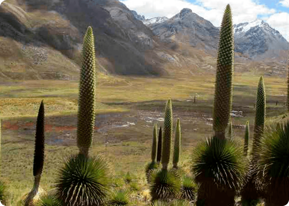 Bosque de Puya de Raymondi
